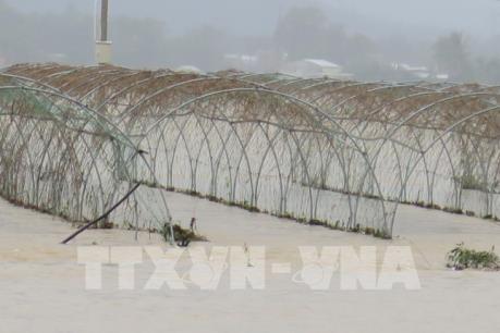 Giá rau xanh tại Đà Nẵng tăng mạnh do mưa lũ