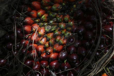 Giá dầu cọ thế giới dự báo tăng vững trong năm 2017