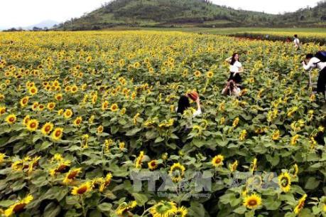 Cánh đồng hoa hướng dương lớn nhất Việt Nam thu hút khách du lịch
