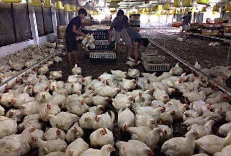 Hong Kong (Trung Quốc) cấm nhập khẩu các sản phẩm gia cầm từ Nhật Bản và Anh