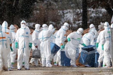 Nhật Bản tiêu hủy hàng trăm nghìn gia cầm để ngăn chặn dịch cúm lây lan