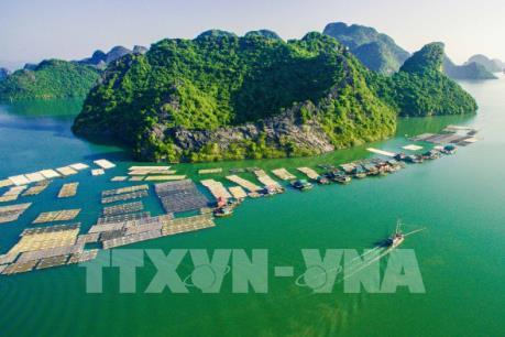 Cát Bà phát triển nghề nuôi cá lồng gắn với du lịch