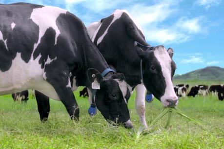 Năm 2016, Vinamilk dự kiến lãi ròng 9.310 tỷ đồng, vượt 12,63% kế hoạch