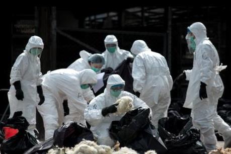 Trung Quốc ghi nhận thêm ca nhiễm cúm gia cầm H7N9