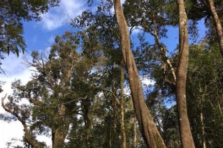 Khó khăn trong triển khai trồng rừng thay thế