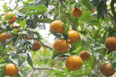 Ngọt ngào mùa quýt Bắc Sơn