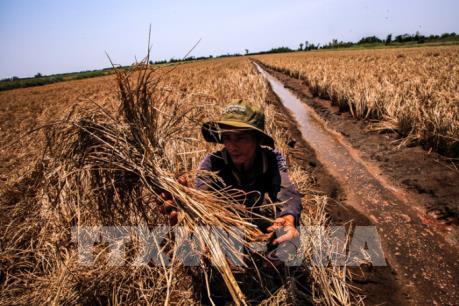 Ban hành Nghị định về hỗ trợ nông dân bị thiệt hại do thiên tai, dịch bệnh