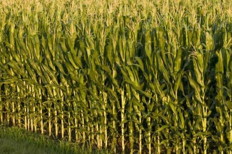 Diễn biến thị trường nông sản tuần qua