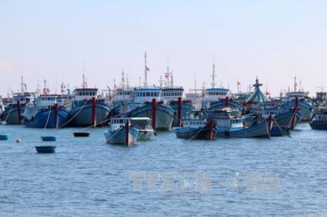 Biển đảo Việt Nam: Khởi công khu neo đậu tránh trú bão cho tàu cá đảo Phú Quý