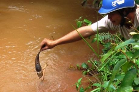 Yêu cầu Công ty Nhôm Đắk Nông - TKV chấm dứt xả nước thải vào suối Đắk Yao