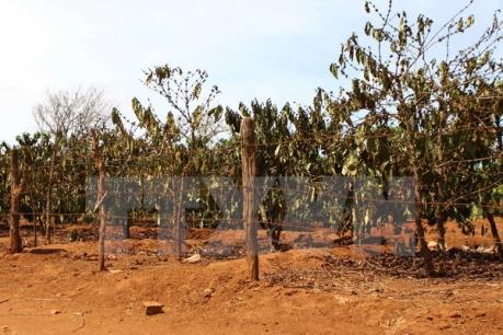 Gia Lai thu hồi hơn 4.100 ha đất sử dụng kém hiệu quả