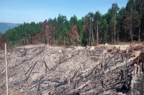 Bắt tạm giam đối tượng chủ mưu vụ phá rừng phòng hộ ở Bình Định