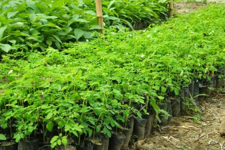 NSC: 5/1/2017 tạm ứng cổ tức đợt 1/2016