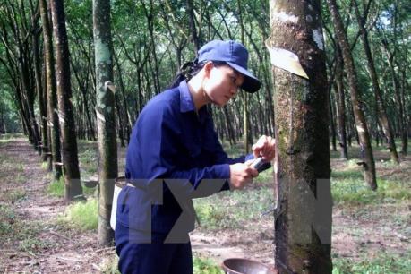 Giá cao su tăng mạnh trong tháng cuối năm