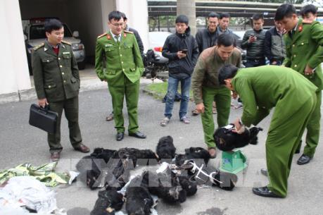  Hà Tĩnh: Bắt xe khách chở 12 cá thể voọc không rõ nguồn gốc xuất xứ