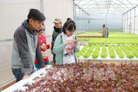 Tour du lịch vườn Đà Lạt hút khách dịp nghỉ Tết Dương lịch