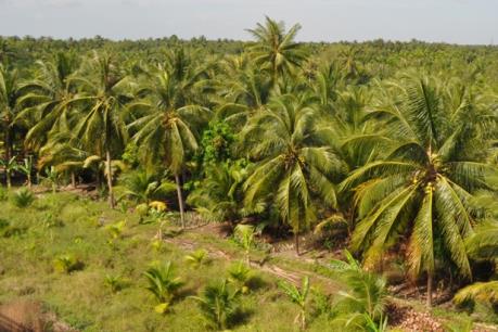 Vốn vay ưu đãi giúp cựu chiến binh thoát nghèo