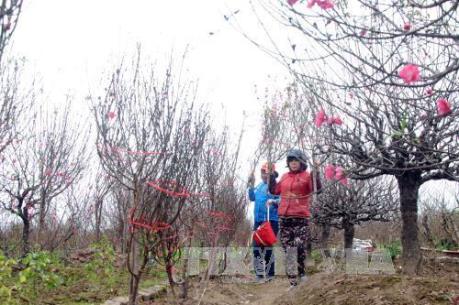 Dự báo thời tiết Hà Nội Tết Kỷ Hợi 2019