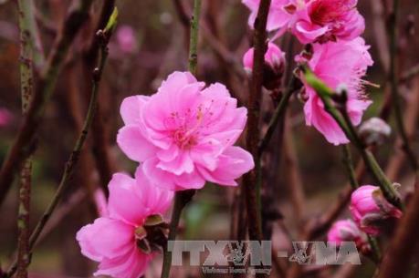 Jetstar nhận chuyên chở cành mai, đào và tặng quà khách bay Tết lên tới 2 tỷ đồng