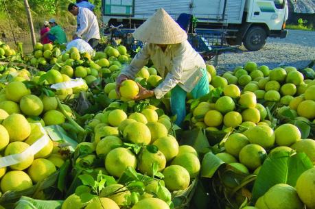 Bưởi lên giá, nhiều nhà vườn ở Sóc Trăng phấn khởi chờ Tết