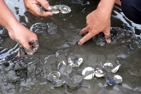 Thanh Hóa làm rõ nguyên nhân ngao chết hàng loạt ở các địa phương ven biển