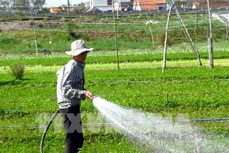 Người trồng rau, hoa Phú Yên thấp thỏm chờ Tết