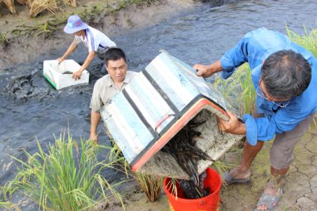 Bến Tre triển khai nhân rộng mô hình nuôi tôm càng xanh