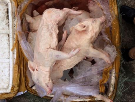 Phát hiện vụ vận chuyển 550kg thịt lợn sữa và 1 tấn mỡ "bẩn"