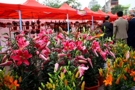 Hoa Hoành Bồ đua nhau khoe sắc tại Hội Xuân 2017