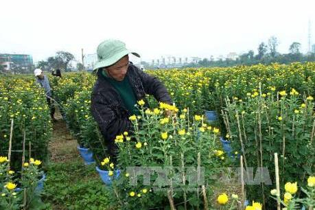 Hoa Tết – niềm vui chưa trọn vẹn