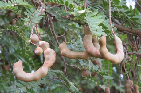 Tạm ngừng nhập khẩu quả me từ Indonesia