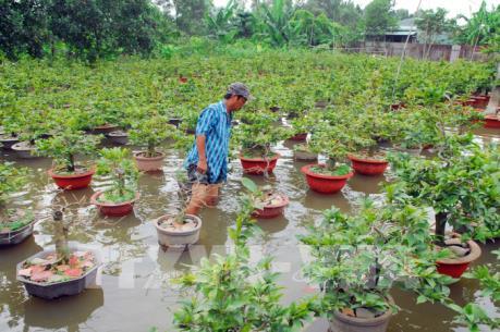 Người trồng mai ở Tp. Hồ Chí Minh “lao đao” vì thời tiết