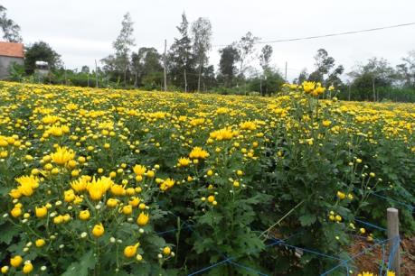 Làng hoa Lý Trạch rộn ràng vào Xuân