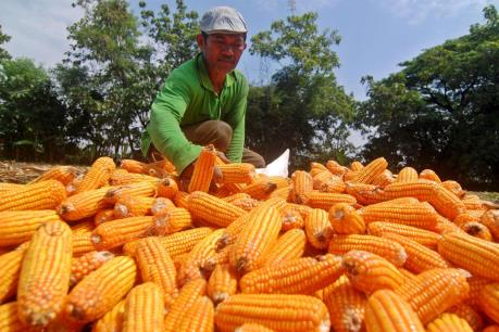 Indonesia chủ trương ngừng nhập khẩu ngô trong năm 2017