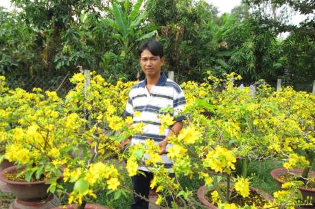 Thành phố Hồ Chí Minh: Mưa trái mùa khiến người trồng mai điêu đứng