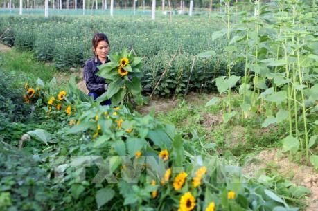 TP. Hồ Chí Minh lập trung tâm giao dịch hoa và cây cảnh