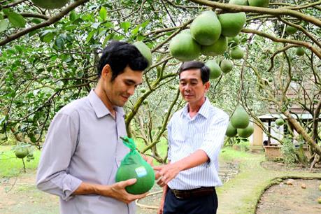 Khai mạc Lễ hội Hương bưởi Bạch Đằng lần I