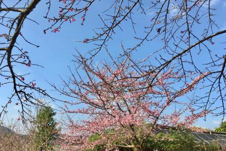 Lạc trôi đến vùng đất đầu tiên tại Việt Nam trồng được hoa anh đào