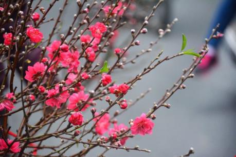 Đã có thể ký gửi cành đào, mai trên các chuyến bay của Vietnam Airlines