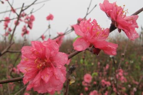 Dự báo thời tiết Tết Nguyên đán Đinh Dậu 2017