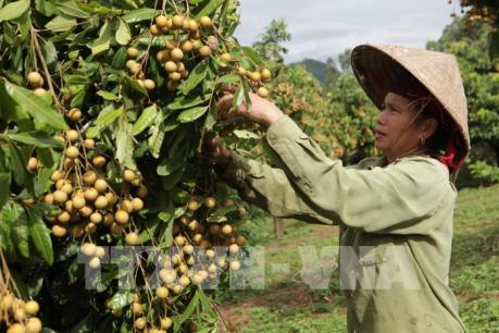 Nông nghiệp Hà Nội một năm vượt khó đầy ấn tượng