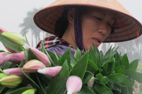 Thời tiết thất thường, hoa "cười" người "khóc"