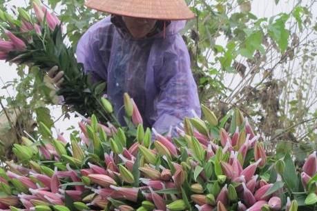 Đà Lạt cao điểm thu hoạch hoa Tết