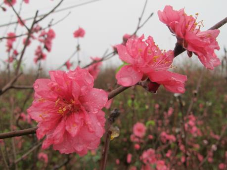 Đào Nhật Tân khoe sắc ngày mưa