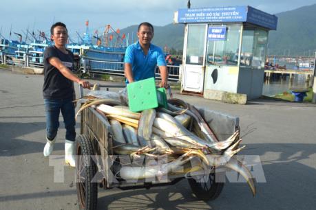 Ngư dân Đà Nẵng tất bật vươn khơi những ngày giáp Tết