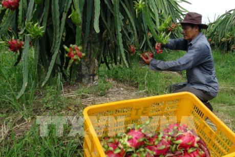 Thanh long ruột đỏ gấp đôi giá trong dịp Tết Nguyên Đán 2017