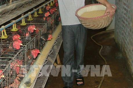 Giá gà Đông Tảo lên tới 5 triệu đồng/con dịp Tết nguyên đán