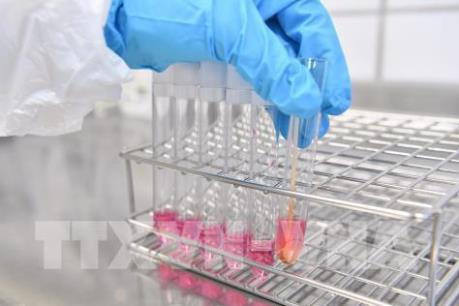 Đức tiêu hủy 21.000 con gia cầm do lo sợ nhiễm cúm H5N8