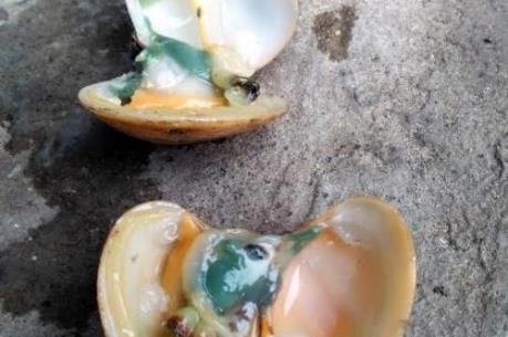 Hiện tượng ngao xanh ruột tại Vân Đồn có thể do tảo