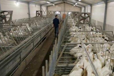 Hàn Quốc thiệt hại nặng về xuất khẩu do dịch cúm gia cầm